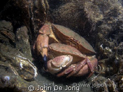 Thes nordsea crabs are in love by John De Jong 